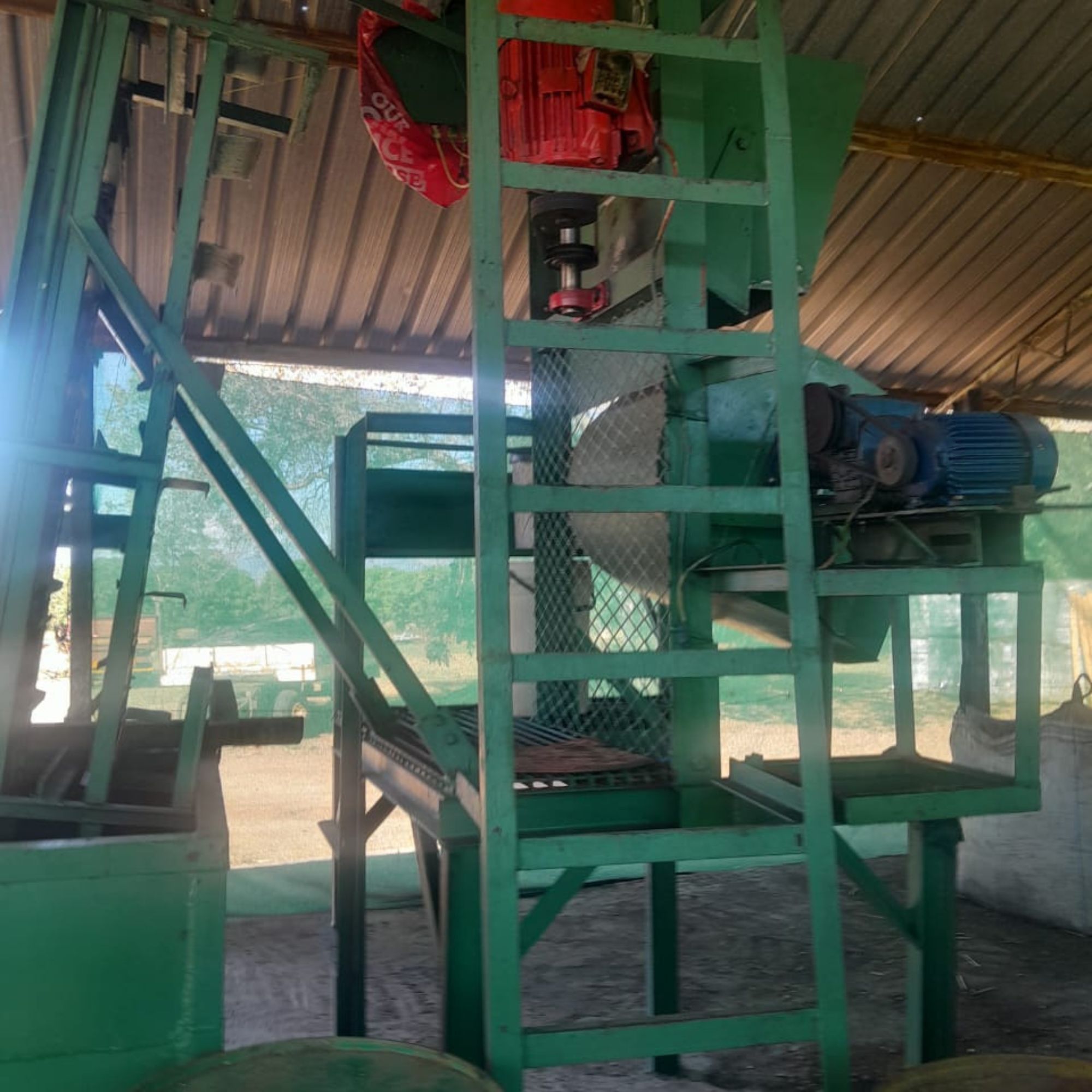 Green mango cutting machine with feed hopper and stainless steel discharge chute in a production shed