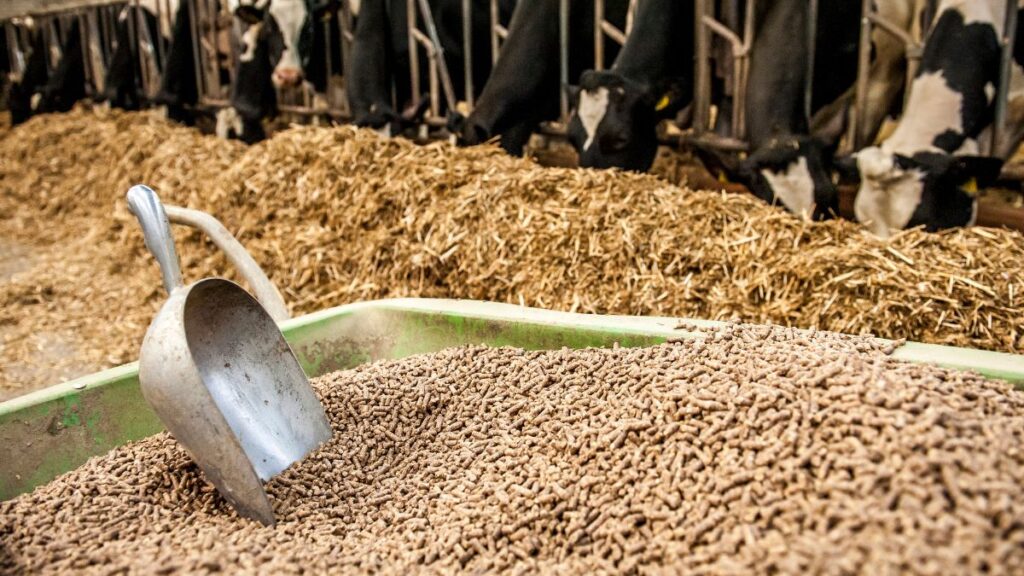 animal feed manufacturing machine south africa