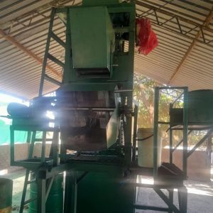 Mango atchar (chopped & sauced)